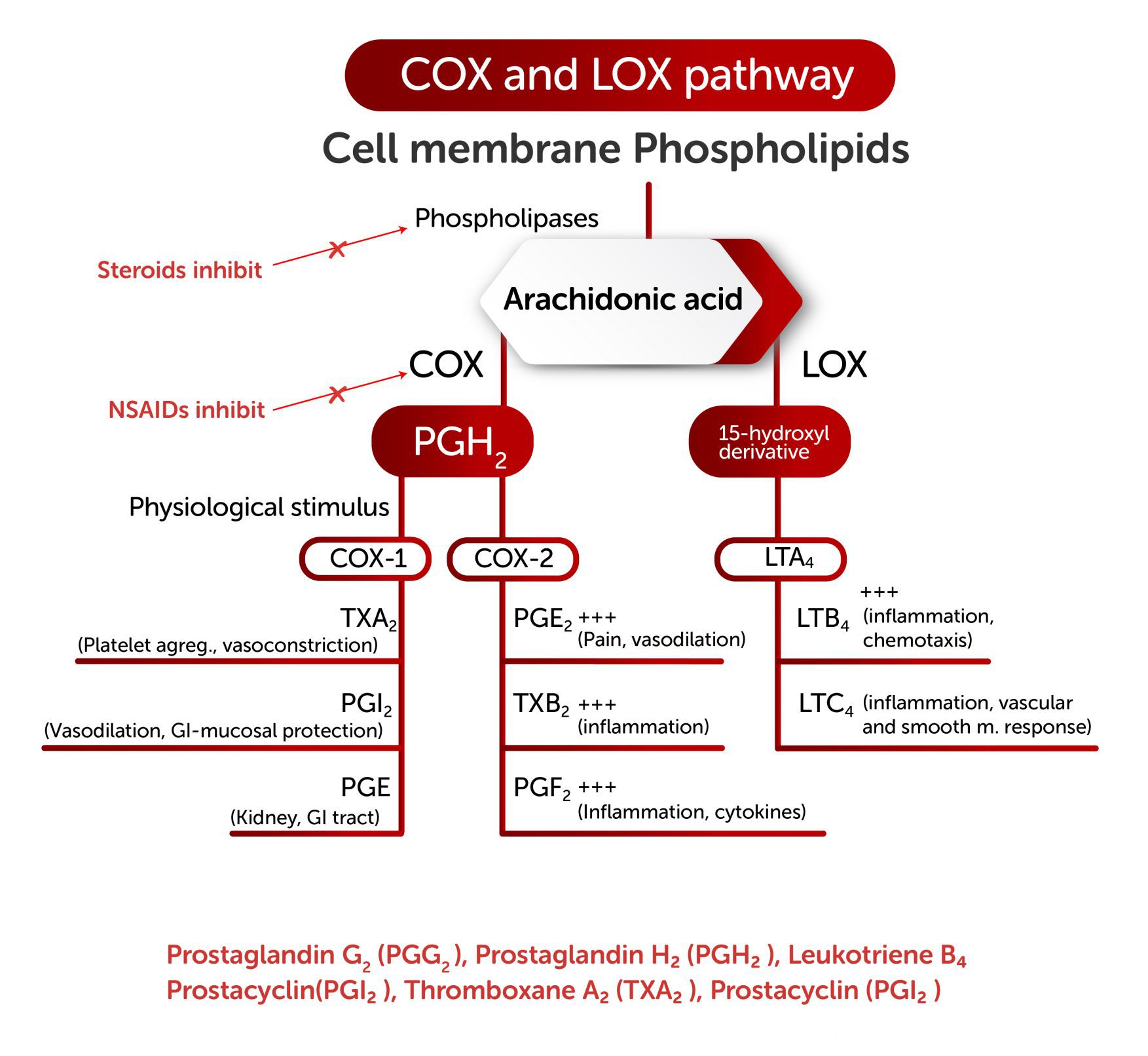 About EAB-277® / PCSO-524® – Antinol Studies